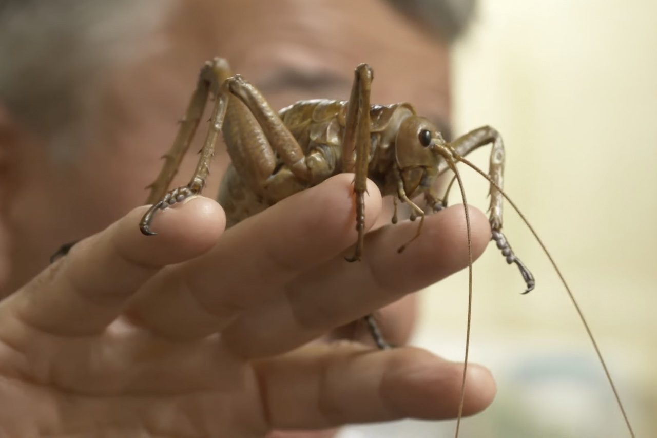 Reconhecido como um dos insetos mais pesados do mundo, o w?t?punga enfim apresenta sinais de recuperação na Nova Zelândia após décadas de declínio causado pela destruição de florestas e pela presença de predadores introduzidos.  -  (crédito: Reprodução/YouTube 1News
)