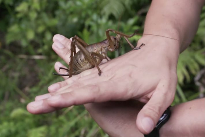 Wētāpunga, inseto gigante mais pesado do mundo nativo da Nova Zelândia – Reprodução/YouTube Al Jazeera English