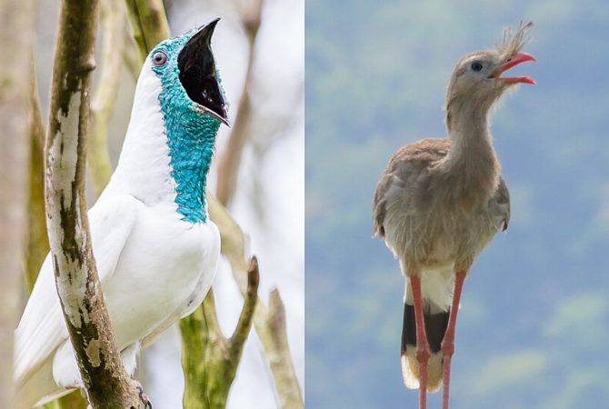 Mais altos que uma motosserra: aves brasileiras com cantos acima de 120 decibéis intrigam cientistas