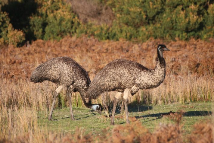 Animal emu (Dromaius novaehollandiae) – Christian Bass/Unsplash