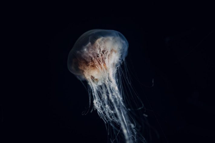 Água-viva, foto neutra – Pexels/Benjamin Farren