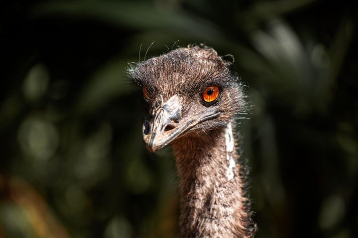 Animal emu (Dromaius novaehollandiae) – Pexels/YIYANG LIU