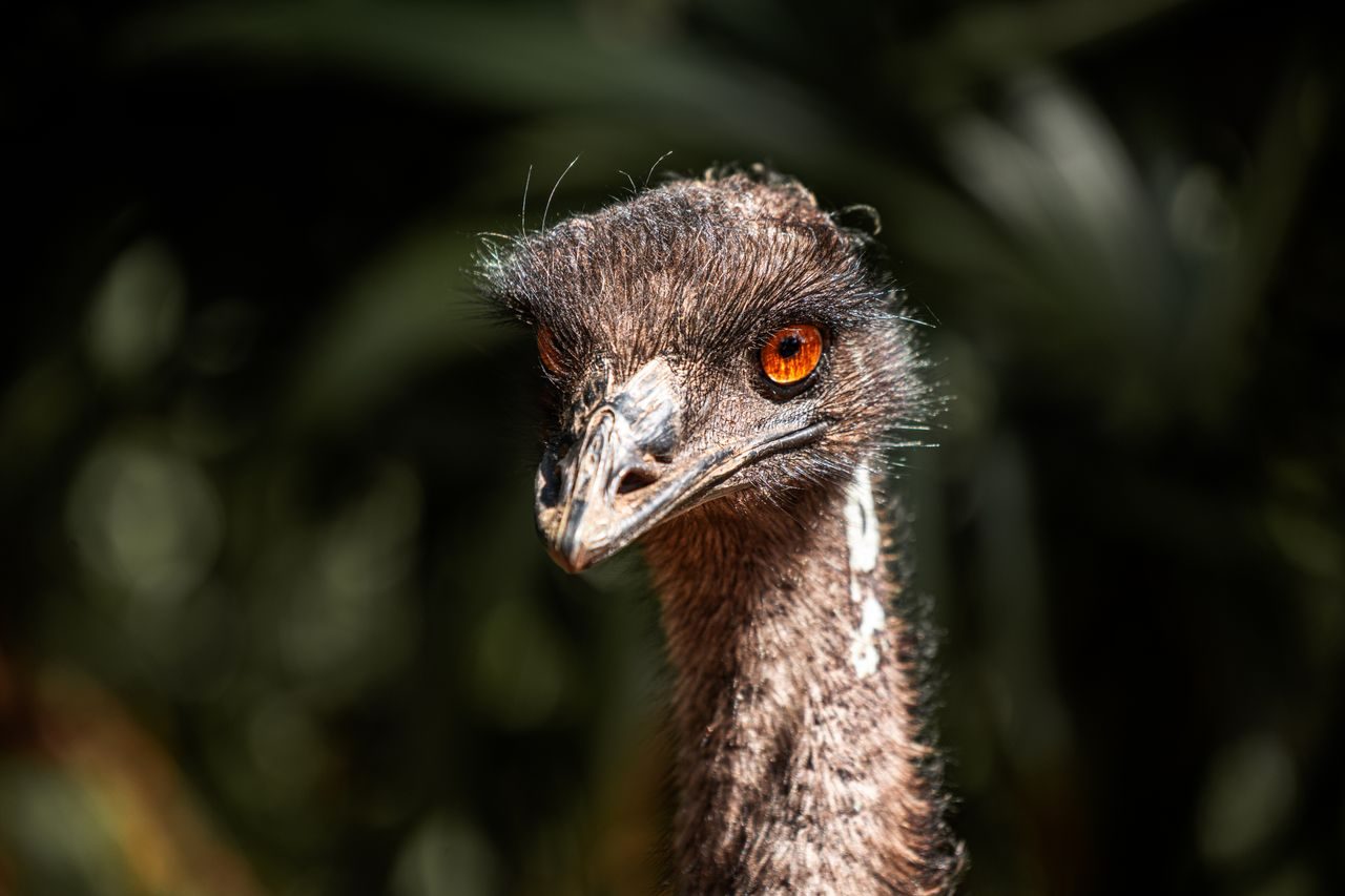 O emu é uma grande ave não voadora nativa da Austrália e pertence à família Casuariidae, a mesma dos casuares. Com aparência semelhante à de um avestruz, pode ultrapassar 1,8 metro de altura e pesar mais de 50 quilos.