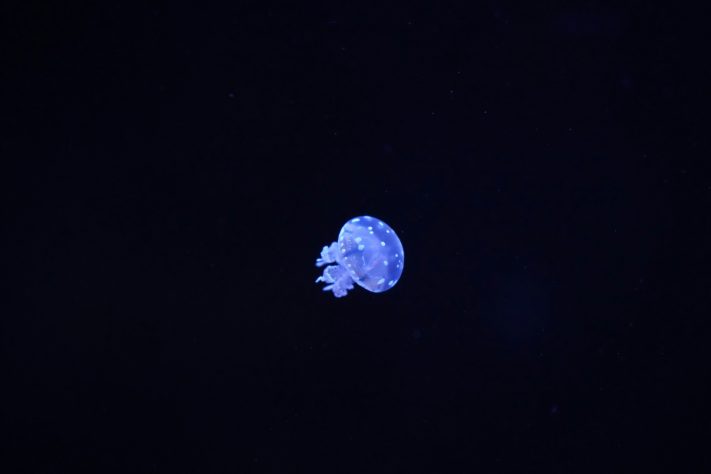 Água-viva, foto neutra – Small Giant/Unsplash