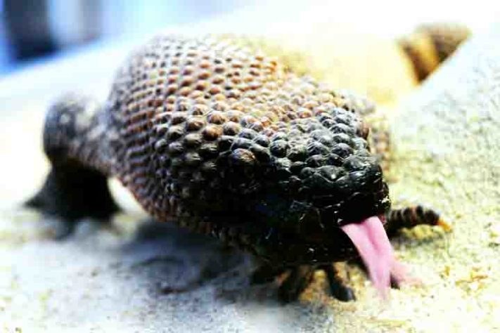 Monstro-de-gila - Ozempic