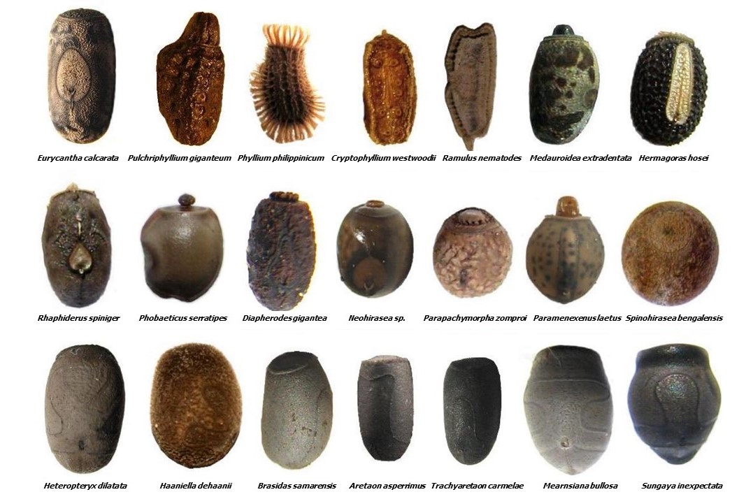 Bicho-pau (Clonopsis gallica) - Constrói pequenos casulos subterrâneos para seus ovos. O casulo protege contra predadores e variações climáticas. Os filhotes emergem após meses, parecendo miniaturas dos adultos.