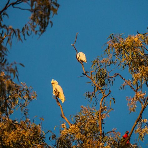 Cacatua