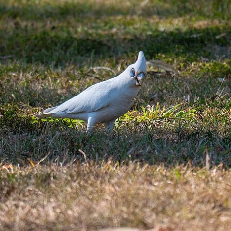 Cacatua