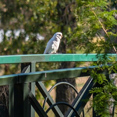 Cacatua