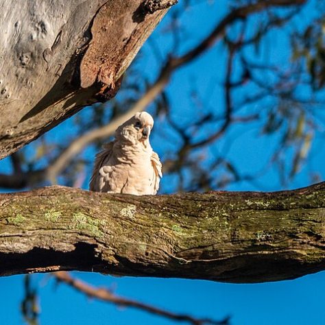 Cacatua