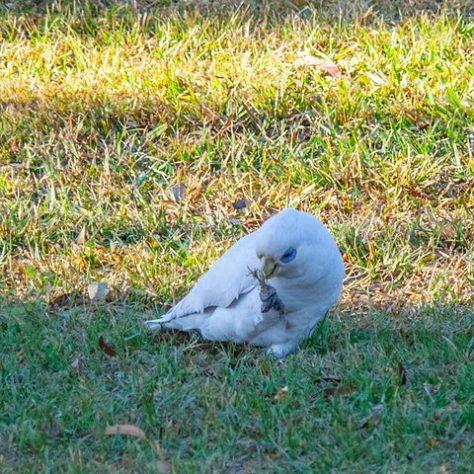 Cacatua