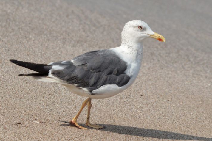 Gaivota