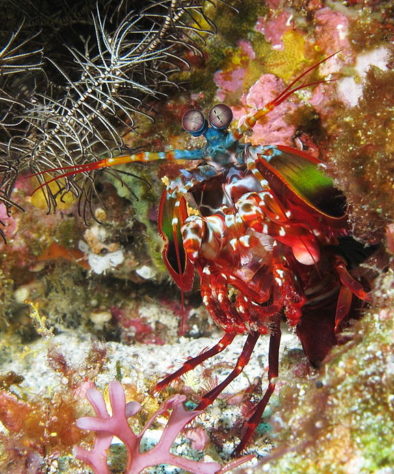 Camarão-louva-a-deus-palhaço/lagosta-boxeadora (Odontodactylus scyllarus)