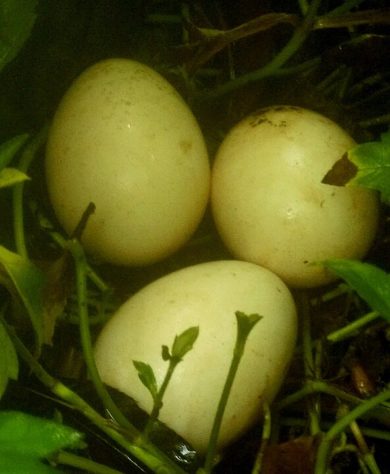 Pavão
