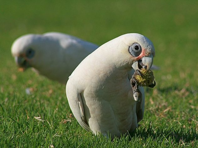 Cacatua