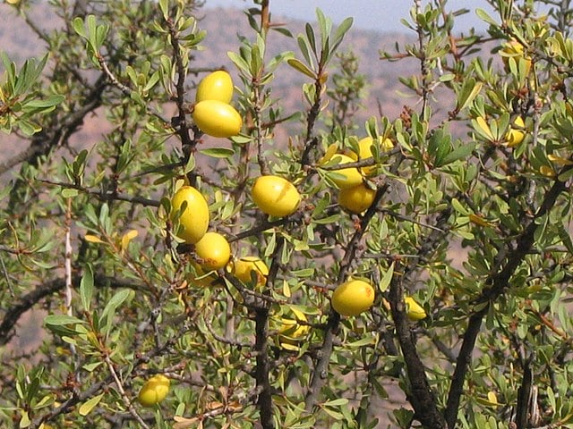 Óleo de argan – Extraído das nozes da árvore de argan, é rico em ácidos graxos e vitamina E. Usado principalmente em shampoos, condicionadores e óleos capilares-Daniel*D - wikimedia commons