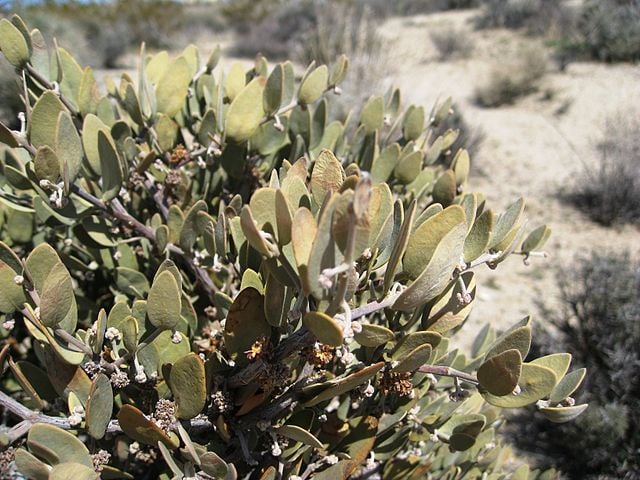 Óleo de jojoba – Extraído das sementes da jojoba, tem composição semelhante ao sebo natural da pele. Presente em hidratantes faciais, shampoos e óleos para barba.
-brewbooks  wikimedia commons