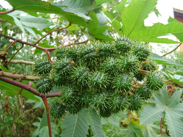 Mamona  – Permite a extração de um óleo de sua semente (óleo de rícino), que estimula o crescimento capilar. Presente em óleos para cílios, sobrancelhas e cabelos.
-Onjacktallcuca  wikimedia commons