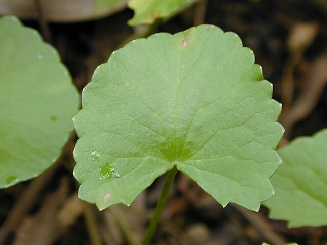 Centella asiática – Erva conhecida por sua ação cicatrizante e firmadora da pele. Utilizada em cremes anti-estrias, séruns e produtos anti-idade.-Forest & Kim Starr wikimedia commons