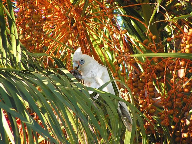 Cacatua