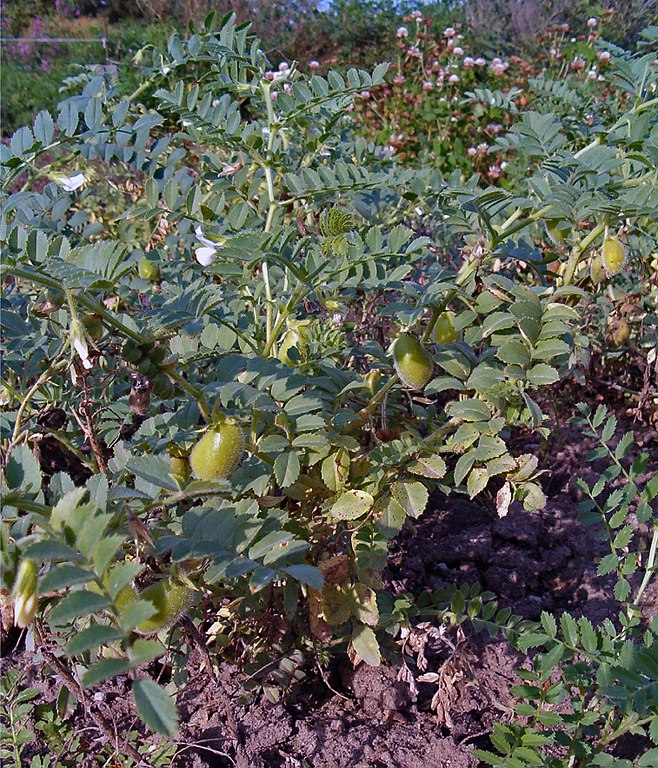 Fortalece o sistema imunológico: contém zinco e vitamina E, nutrientes essenciais para o funcionamento do sistema imunológico. Esses antioxidantes protegem as células contra danos oxidativos, auxiliando em cicatrizações e infecções.