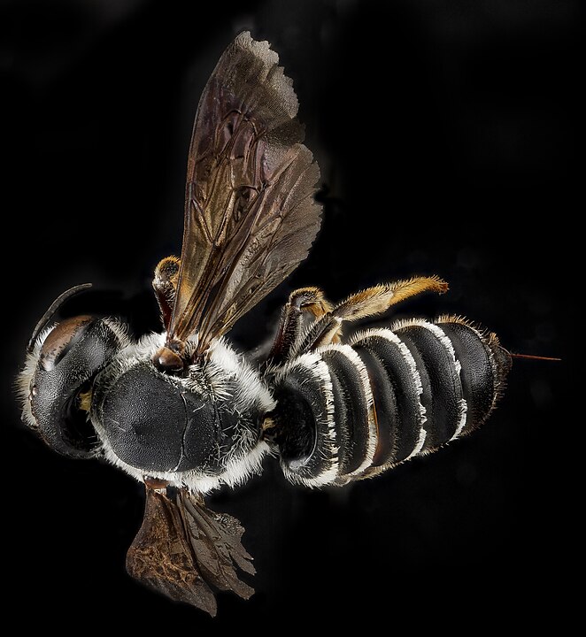 Abelha-Corta-Folha (Megachile spp.) - ConstrÃ³i casulos de folhas cortadas para suas larvas. Esses casulos protegem os filhotes atÃ© que se desenvolvam. Cada casulo contÃ©m alimento para o crescimento da larva.