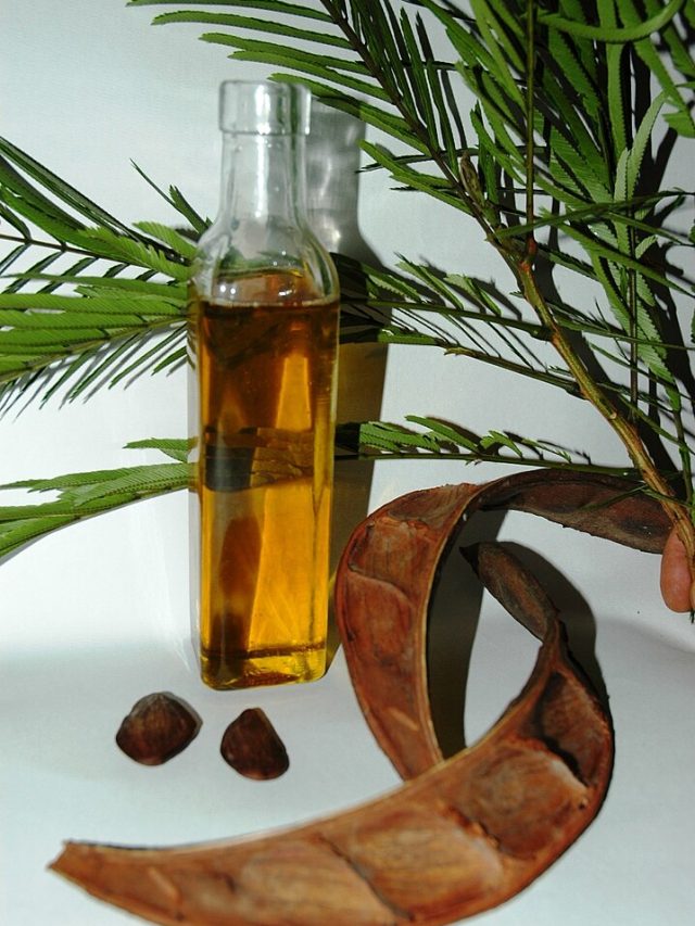 Plantas e sementes que rendem ótimos cosméticos