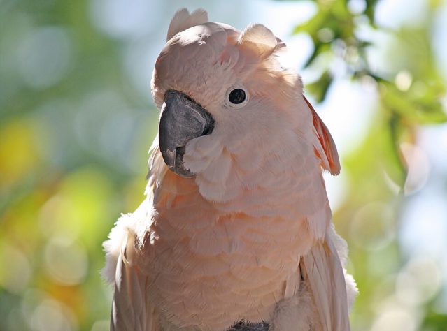 Cacatua