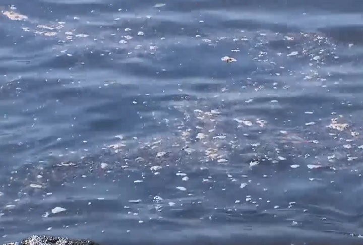 O descarte inadequado de resíduos e o transporte marítimo são fatores determinantes para esse fenômeno, com a poluição das praias ainda sendo um dos maiores agravantes para as condições da Baía de Guanabara.