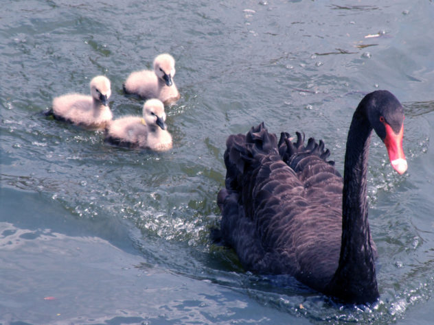 Cisne