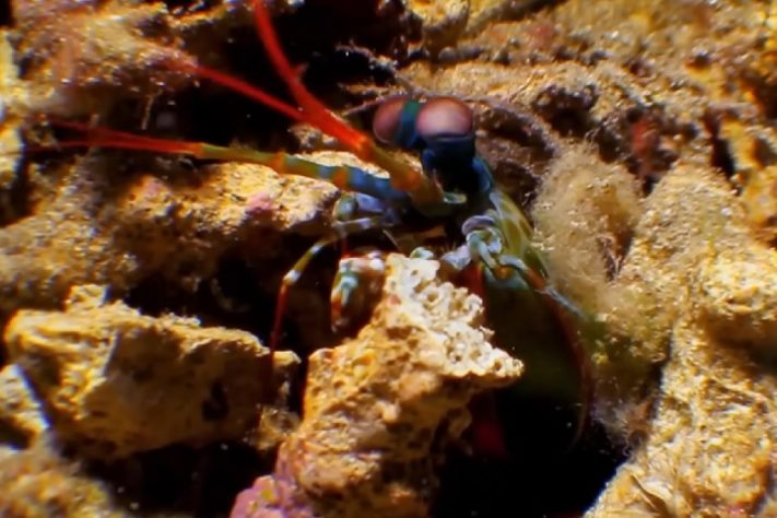 Camarão-louva-a-deus-palhaço/lagosta-boxeadora (Odontodactylus scyllarus)