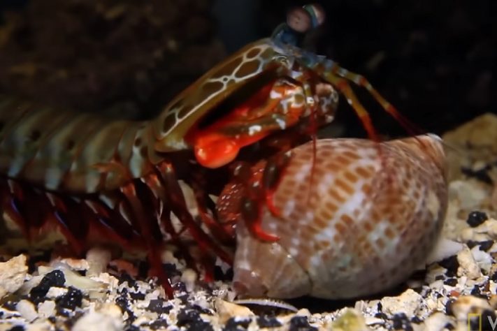 Camarão-louva-a-deus-palhaço/lagosta-boxeadora (Odontodactylus scyllarus)