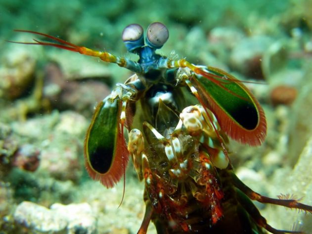 Camarão-louva-a-deus-palhaço/lagosta-boxeadora (Odontodactylus scyllarus)