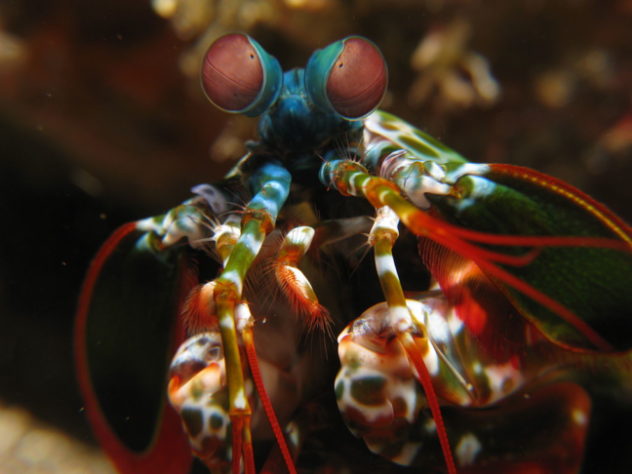 Camarão-louva-a-deus-palhaço/lagosta-boxeadora (Odontodactylus scyllarus)