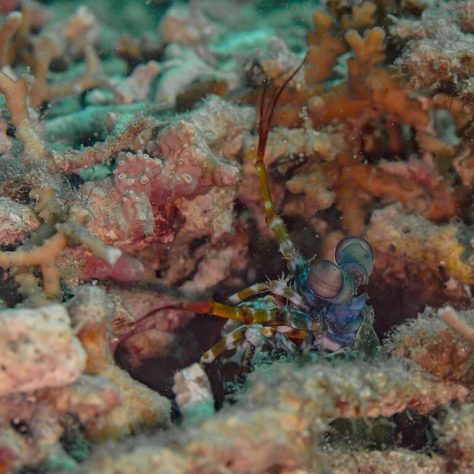 Camarão-louva-a-deus-palhaço/lagosta-boxeadora (Odontodactylus scyllarus)