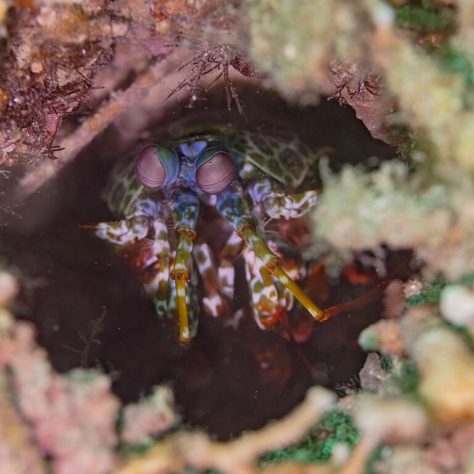 Camarão-louva-a-deus-palhaço/lagosta-boxeadora (Odontodactylus scyllarus)