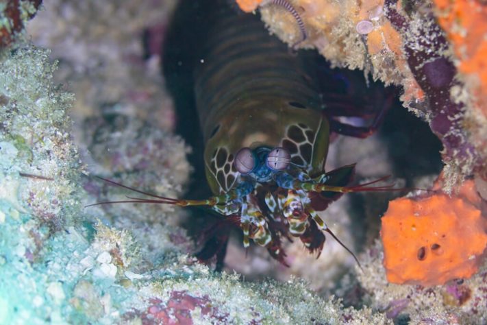 Camarão-louva-a-deus-palhaço/lagosta-boxeadora (Odontodactylus scyllarus)