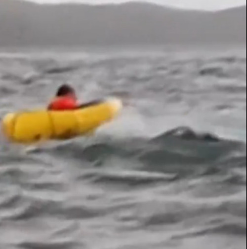 Adrián declarou:  "Senti uma textura viscosa, que roçou meu rosto. Fechei os olhos esperando um impacto, mas a sensação foi como se ela estivesse me virando, não me golpeando, e fiquei deitado. Percebi que ela não havia me comido, que não era um predador" , disse, acrescantando que, para ele, a baleia poderia estar curiosa com a presença dos homens e querendo "brincar". 
