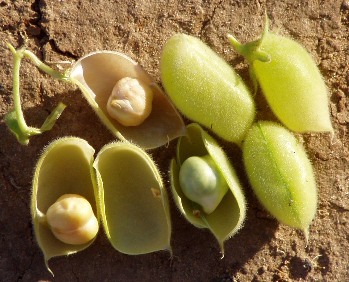 Isso auxilia na prevenção de doenças cardiovasculares, como aterosclerose, infarto e AVC. Ao reduzir os níveis de colesterol ruim (LDL) e aumentar os de colesterol bom (HDL), o grão-de-bico se torna um aliado importante para a saúde do coração.