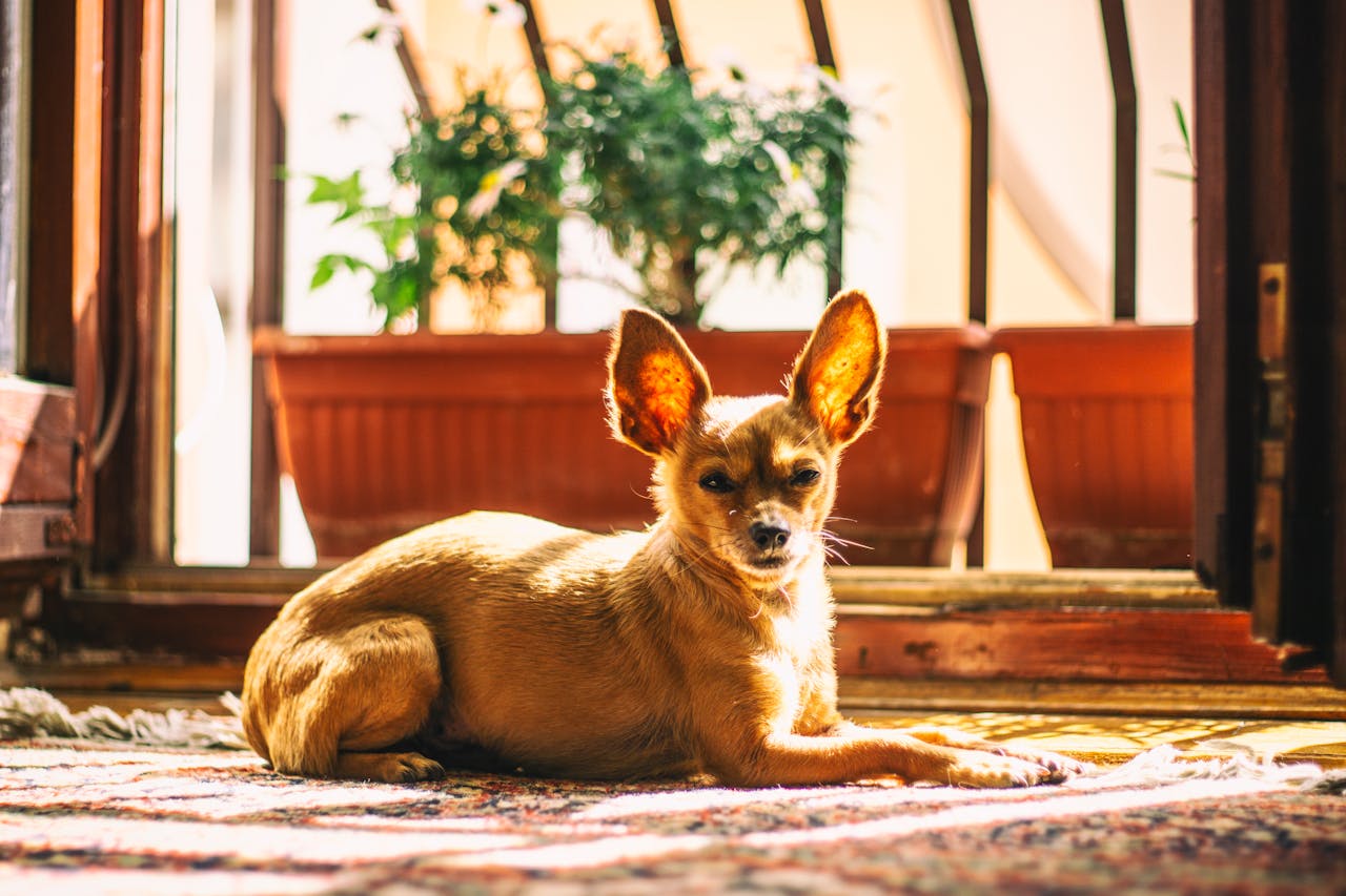 As orelhas grandes e eretas, os olhos expressivos e o corpo compacto são algumas das características que tornam esse cão tão único e encantador.
