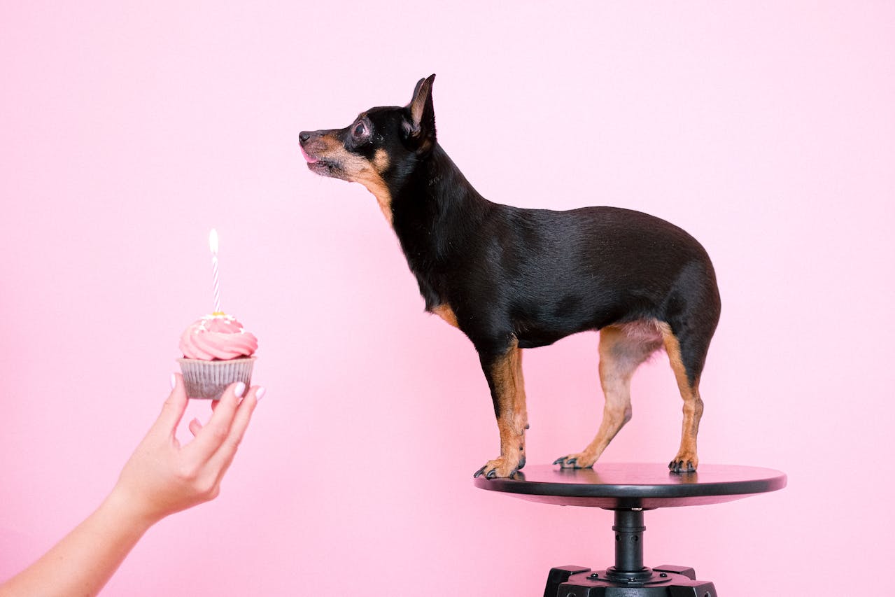 Os primeiros Chihuahuas foram trazidos para os Estados Unidos no final do século XIX, e logo a raça se tornou popular devido ao seu tamanho compacto e personalidade cativante.