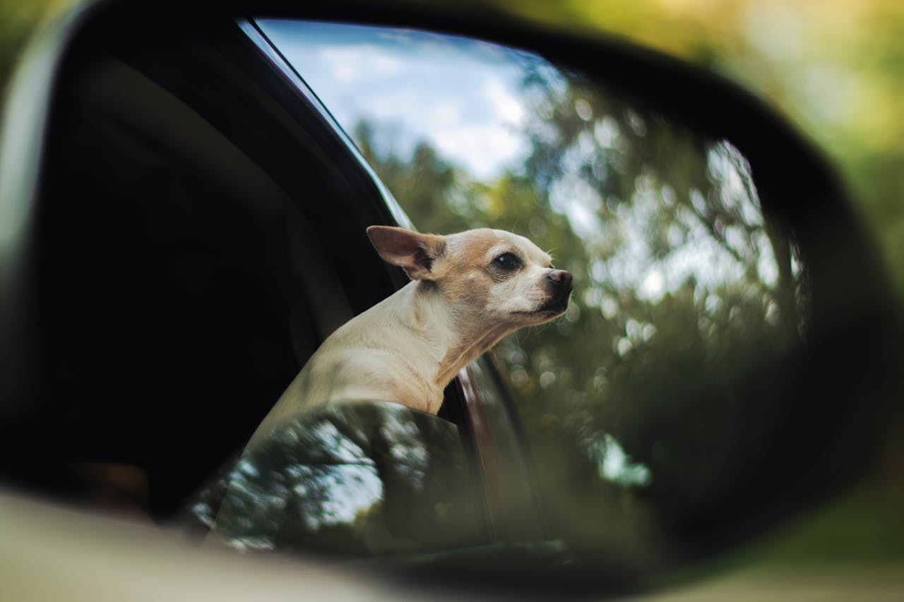 O Chihuahua é um cão muito afetuoso com seu dono, frequentemente formando um forte laço com a pessoa que cuida dele. Embora seja uma raça pequena, muitos Chihuahuas são extremamente protetores e podem ser desconfiados com estranhos. 