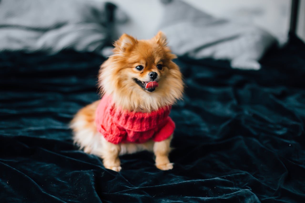 Os Chihuahuas são cães inteligentes e podem ser facilmente treinados, embora sua personalidade independente possa tornar o treinamento um pouco desafiador. 