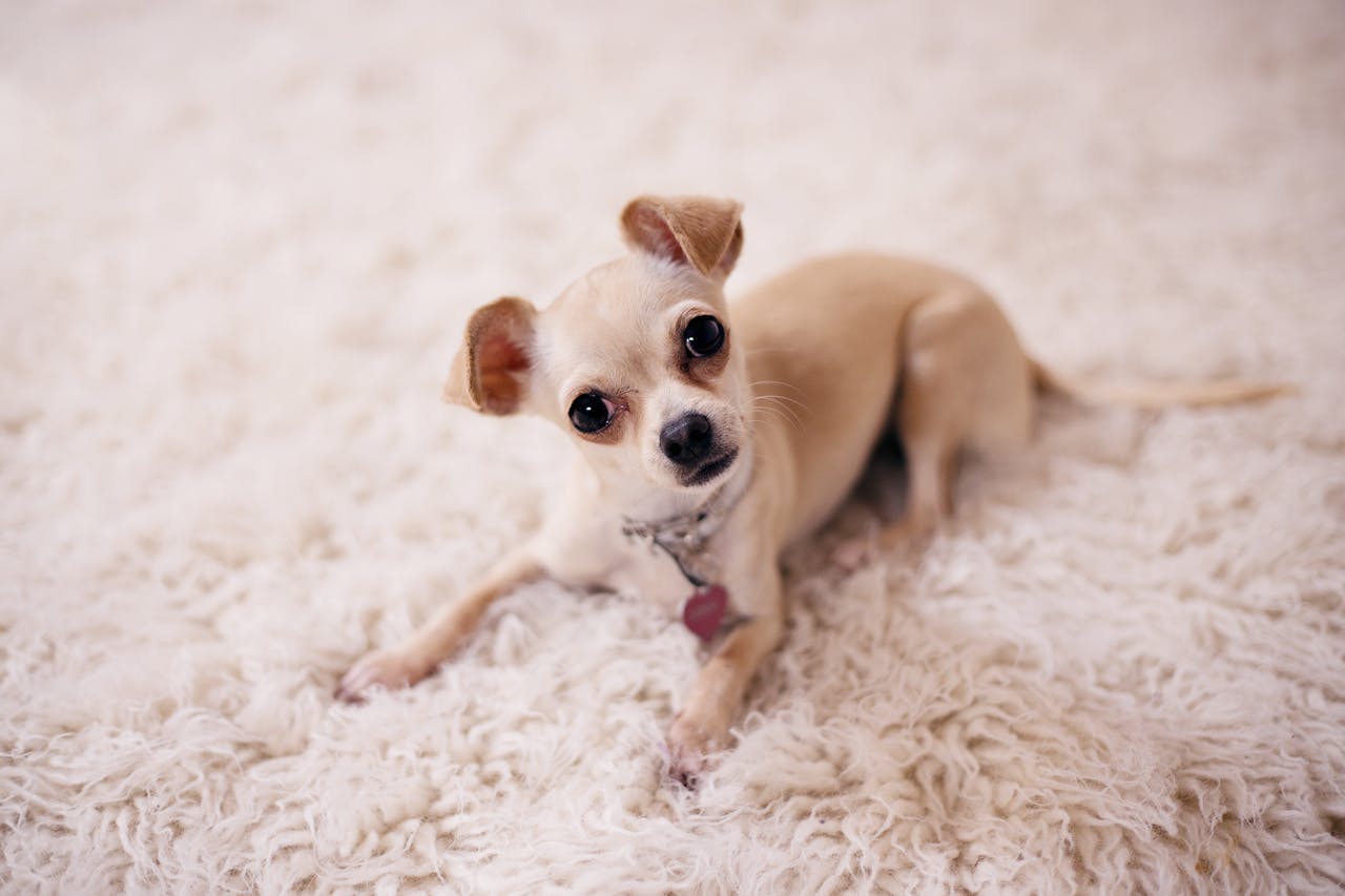 No México, sua terra natal, o Chihuahua é considerado um símbolo cultural e um cão muito querido. Eles são conhecidos por sua história, que remonta à época dos antigos povos indígenas, que já apreciavam cães pequenos como companhia e protetores. 
