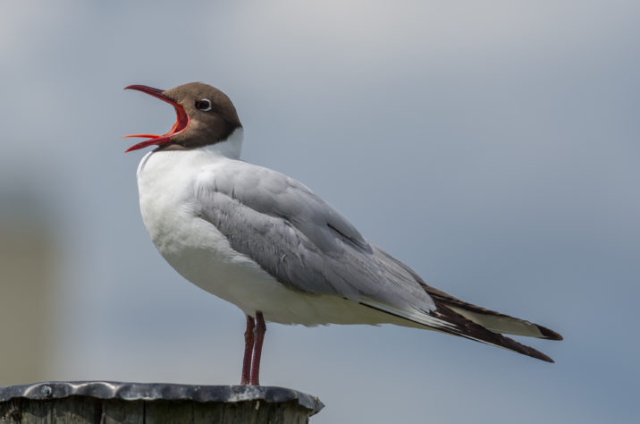 Gaivota