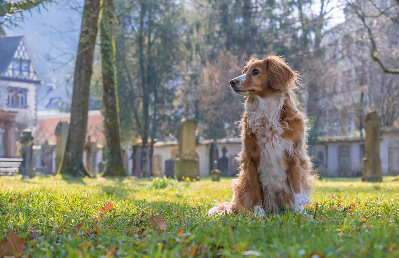 Originário da Inglaterra, era utilizado para a caça de aves em terrenos difíceis. Ao longo do tempo, tornou-se um cão de companhia muito apreciado. Sua inteligência e afetuosidade contribuíram para sua popularidade global.