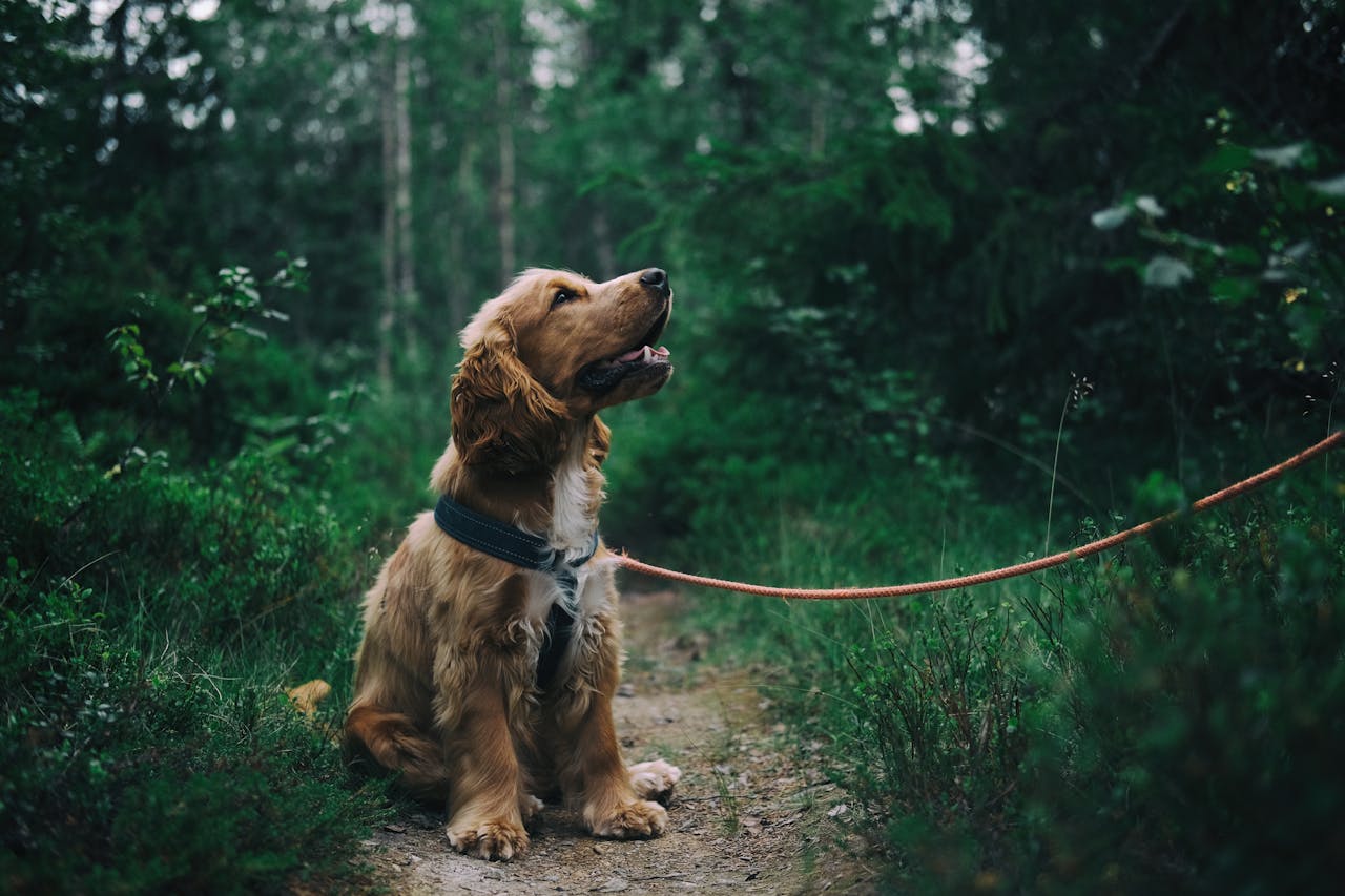 Essa raça possui alta energia e precisa de atividades diárias para gastar energia. Caminhadas, brincadeiras e até esportes caninos são indicados para mantê-lo ativo. A falta de exercícios pode levar ao ganho de peso e problemas comportamentais.