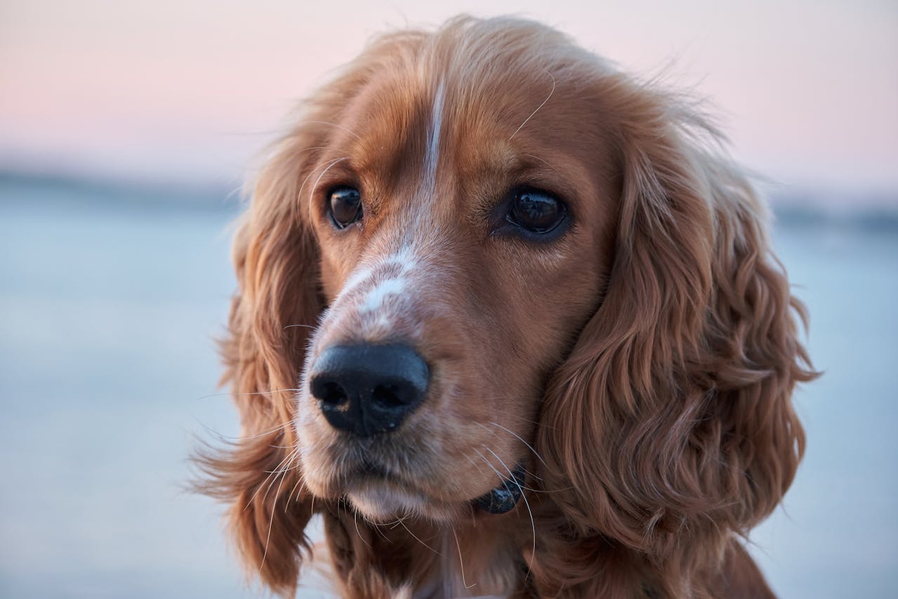 A alimentação deve ser equilibrada e adequada para seu nível de atividade. O controle do peso é importante, pois a raça pode desenvolver obesidade. Consultar um veterinário para recomendações específicas é sempre indicado.