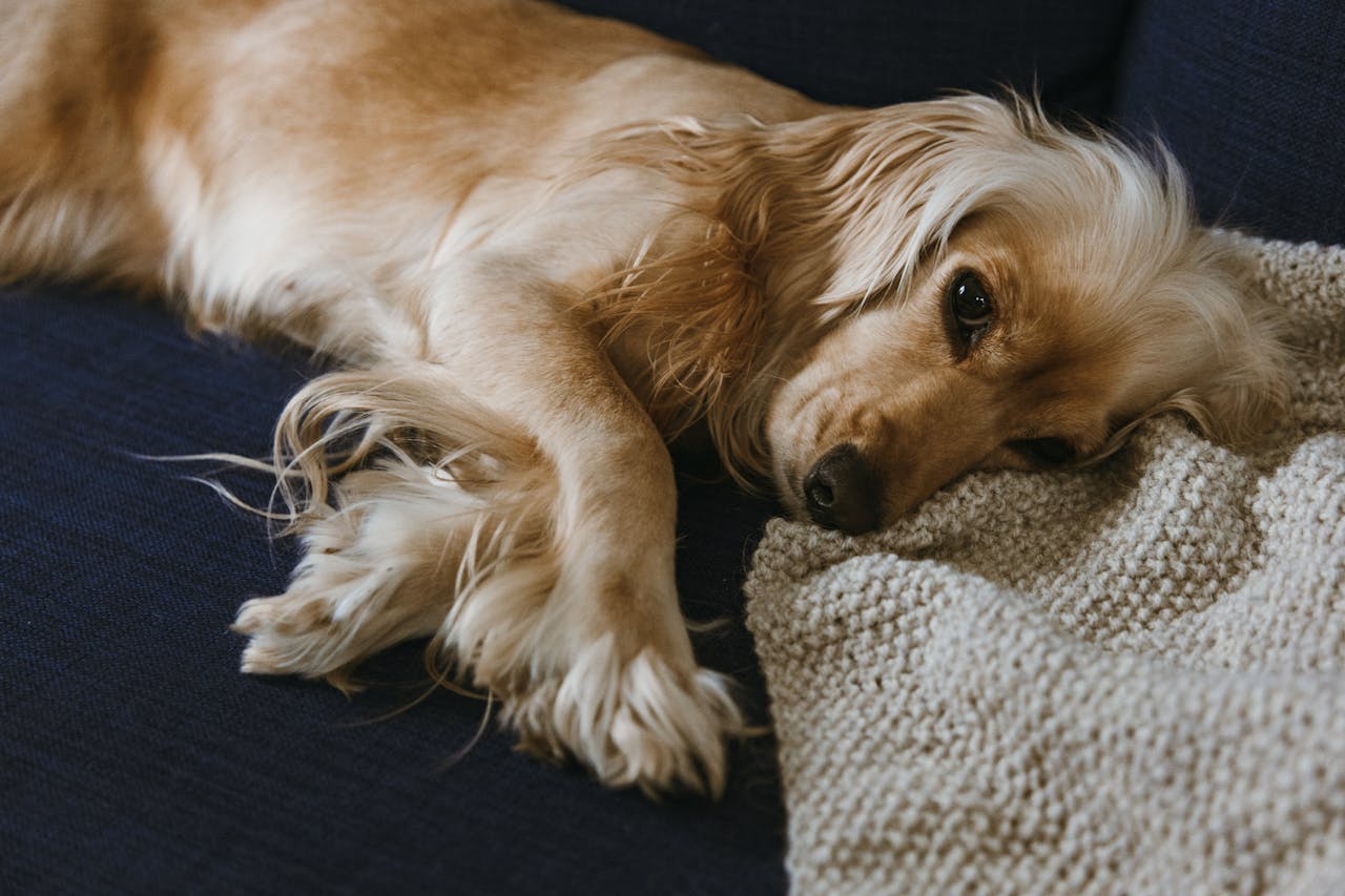 O Dachshund tem pelagem que requer cuidados específicos, dependendo do tipo. A pelagem curta é fácil de manter, enquanto a longa exige escovação regular. Independentemente do tipo de pelagem, é importante manter o cão limpo e livre de nós para garantir sua saúde e conforto.
