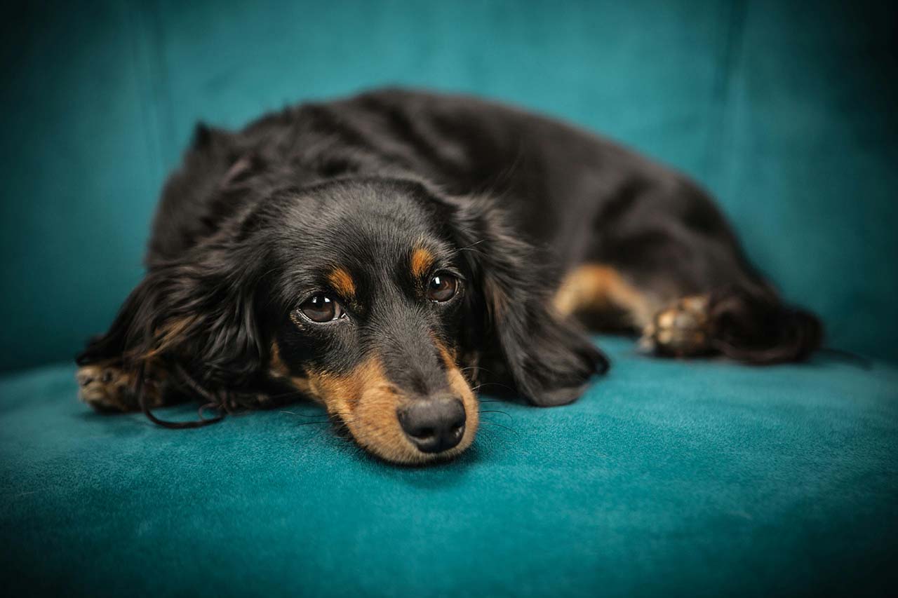 Apesar de sua natureza corajosa, o Dachshund é muito carinhoso e gosta de demonstrar afeto. Ele busca carinho constantemente e pode ser muito apegado aos seus donos. Sua lealdade e carinho o tornam um ótimo cão para quem deseja um amigo fiel.